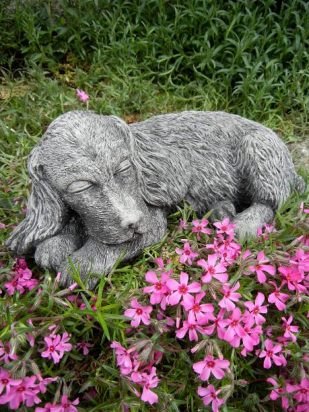 Cocker Spaniel schlafend