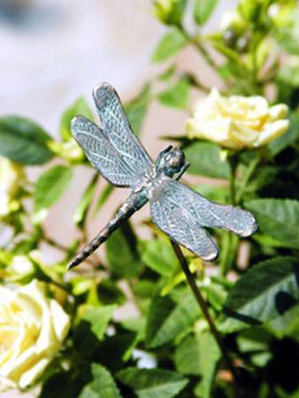 Libelle Bronze