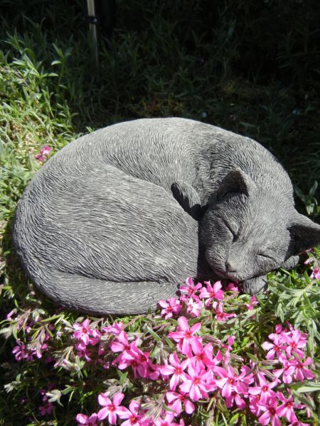 Steinkatze schlafend