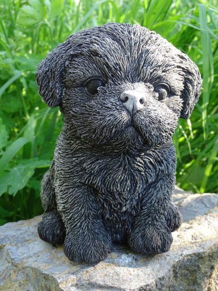 Shih-Tzu Puppy